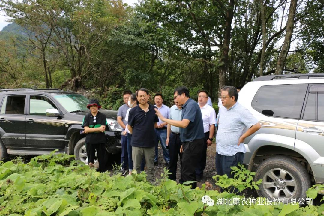 今晚买什么特马好