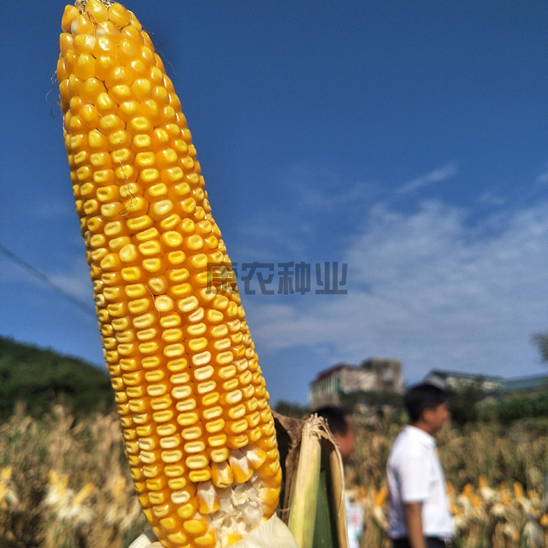 今晚买什么特马好